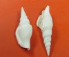 Small White Strombus Vittatus Conch Shells in Bulk 2 to 3 inches - Packed: 1 kilo (2.2 pounds) @ $12.50 a bag; Pack of 3 bags (2.2 pounds each) @ $10.50 a bag