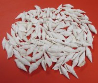 White Strombus Vittatus Conch Shells 2 to 3 inches -$11.50 a kilo 3 @ $10.00 a kilo