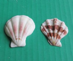 Pecten Amiculam Scallop Shells (1-1.75) - $9.60 a kilo