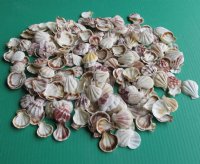 Pecten Amiculam Scallop Shells (1-1.75) - $9.60 a kilo