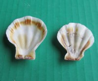 Pecten Amiculam Scallop Shells (1-1.75) - $9.60 a kilo