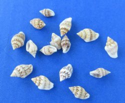  Pyrene Versicolor, Varicolored Dove Shells, Under 1" - $12.80 a kilo; 3 @ $11.55 a kilo