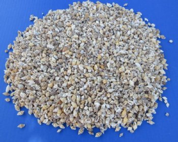 Bulk Pyrene Versicolor Shells - 20kg Wholesale Case for Crafts & Gift Shops - $7.20 a kilo