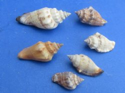 Brown Chulla Strombus Conch Shells <font color=red> Wholesale</font> 1 to 1-1/2 inches - Minimum: 2 Cases: 14 kilos @ $4.95