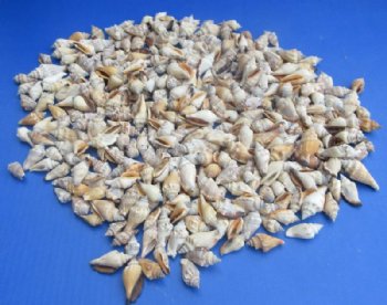 Brown Chulla Strombus Conch Shells <font color=red> Wholesale</font> 1 to 1-1/2 inches - Minimum: 2 Cases: 14 kilos @ $4.95
