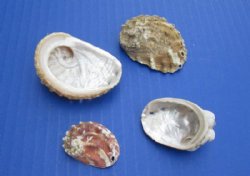 1 to 2 inches Natural Haliotis Vulcanicus Abalone Shells<font color=red> Wholesale</font> - 9 gallons @ $10.80 a gallon
