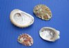 1 to 2 inches Natural Haliotis Vulcanicus Abalone Shells for Crafts - Pack of 1 Gallon (3 pounds) @ $19.99 a gallon; 3 Gallons @ $17.30 a gallon