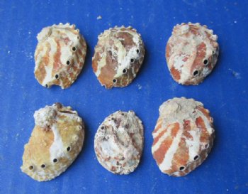 1 to 2-1/2 inches Natural Haliotis Ovino Abalone Shells - 1 Gallon (3 pounds) @ $20.80 a gallon