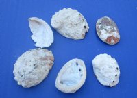 Small Pearl Abalone Craft Shells <font color=red> Wholesale</font> With Calcium, Grade B, 1 to 2-1/2 inches - Case: 14 @ $8.00 a bag