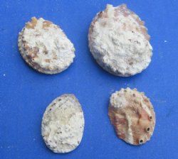Haliotis Vulcanicus Abalone Shells, Covered with Calcium Deposits -(1"-2")  - Discount Case of 16 kilos @ $6.25 a kilo