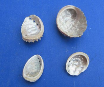 Wholesale Haliotis Vulcanicus Abalone Shells Case (16 kg / 35 lbs) - Minimum: 2 Cases of 16 kilos @ $5.40 a kilo