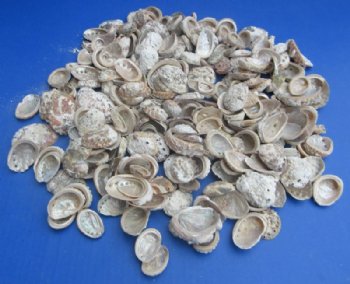 Wholesale Haliotis Vulcanicus Abalone Shells Case (16 kg / 35 lbs) - Minimum: 2 Cases of 16 kilos @ $5.40 a kilo