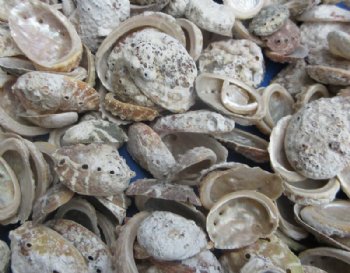 Wholesale Haliotis Vulcanicus Abalone Shells Case (16 kg / 35 lbs) - Minimum: 2 Cases of 16 kilos @ $5.40 a kilo