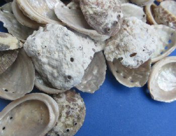 Wholesale Haliotis Vulcanicus Abalone Shells Case (16 kg / 35 lbs) - Minimum: 2 Cases of 16 kilos @ $5.40 a kilo