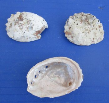 1 to 2 inches Haliotis Vulcanicus Abalone Shells in Bulk, Covered with Calcium Deposits - 10 gallons @ $8.65 a gallon