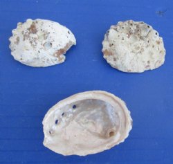 1 to 2 inches Haliotis Vulcanicus Abalone Shells in Bulk, Covered with Calcium Deposits - 10 gallons @ $8.65 a gallon