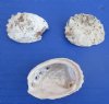 1 to 2 inches  Haliotis Vulcanicus Abalone Shells for Sale in Bulk, Covered with Calcium Deposits, Number 2 Quality -  Case of 10 gallons @ $9.00 a gallon