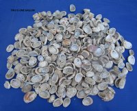 2 pounds Small Pearl Abalone Craft Shells With Calcium, Grade B, 1 to 2-1/2 inches - 14.40 a gallon; 3 @ $12.80 a gallon