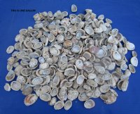 Small Pearl Abalone Craft Shells <font color=red> Wholesale</font> With Calcium, Grade B, 1 to 2-1/2 inches - Case: 14 @ $8.00 a bag