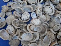 Small Pearl Abalone Craft Shells <font color=red> Wholesale</font> With Calcium, Grade B, 1 to 2-1/2 inches - Case: 14 @ $8.00 a bag