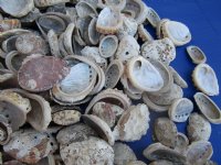 Small Pearl Abalone Craft Shells <font color=red> Wholesale</font> With Calcium, Grade B, 1 to 2-1/2 inches - Case: 14 @ $8.00 a bag