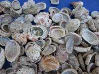  Haliotis Vulcanicus Abalone Shells 1 to 2 inches, with Heavy Calcium - 1 Gallon (3.25 lbs) @ $12.00 each; 3 Gallons @ $10.40 each