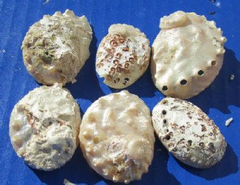 Small Pearl Abalone Craft Shells <font color=red> Wholesale</font> With Calcium, Grade B, 1 to 2-1/2 inches - Case: 14 @ $8.00 a bag