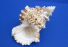 5 to 5-3/4 inches Giant Frog Shells for Sale - Pack of 2 @ $5.00 each; Pack of 12 @ $3.60 each