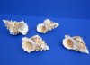 5 to 5-7/8 inches Wholesale Giant Frog Shells for Sale in Bulk - Case of 40 @ $2.25 each
