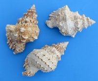 Giant Frog Shell, Bursa bubo 7 inches - $10.55 each