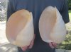 Two Crowned Baler Melon Shells, melo aethiopica, 9 inches long - you are buying these for $10 each.