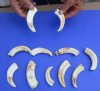 11 piece lot of 4 inch Warthog Tusks, Warthog Ivory from African Warthog weighing one pound (You are buying the tusks in the photo) for $80.00