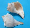 4-3/4 to 5-7/8 inches <font color=red>Wholesale </font> Knobbed Whelk Shells for Sale in Bulk - Case of 100 pcs @ $1.65 each