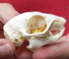African Ground Squirrel Skull for Sale (Xerus inauris)2-1/4 inches - Buy this one for <font color=red> $24.99</font> Plus $5.50 1st Class Mail