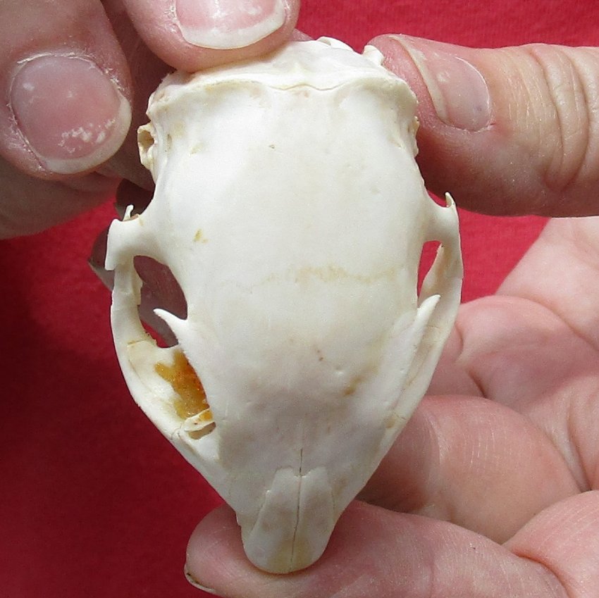 African Ground Squirrel Skull for Sale (Xerus inauris) 21/4 inches