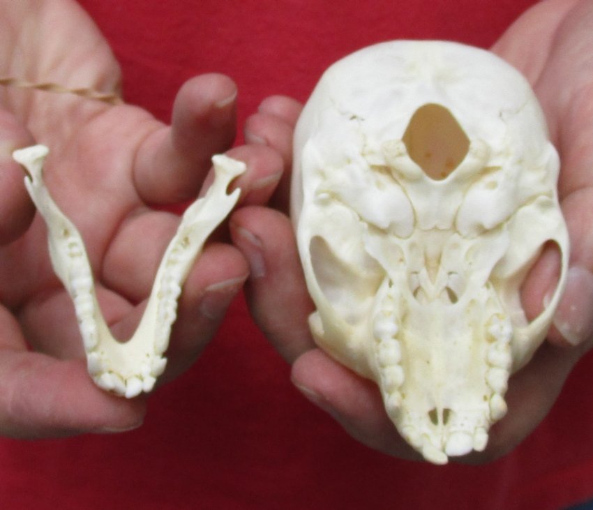 33/8 by 2 inches Real AGrade Juvenile African Vervet Monkey Skull for