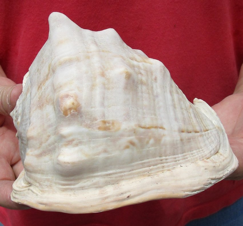 Queen Helmet Shell for Sale 6 inches by 4-1/2 inches