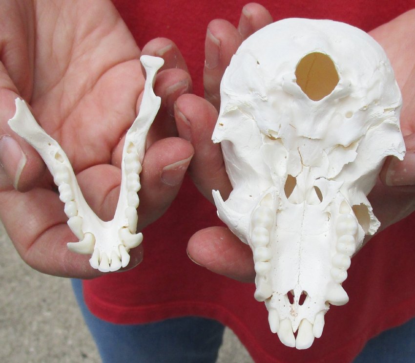 Discount African Male Vervet Monkey Skull for Sale, 2 Grade CITIES 201574