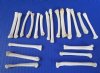 20 Real Coyote Foot, Feet Bones for Bone Jewelry and Crafts 2 to 3 inches - Pack of 20 @ <font color=red> .70 each</font> Plus $6.50 1st Class Mail