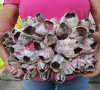 10 inch Large Purple Barnacle Cluster for Sale - You will receive the one pictured for $19.99