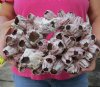 11 inch Large Purple Barnacle Cluster for Sale - You will receive the one pictured for $19.99