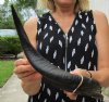 16-1/2 inch Kudu Horn for Sale for Making a Shofar - you are buying this one for $24.99