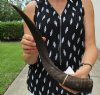 19 inch Kudu Horn for Sale for Making a Shofar - you are buying this one for $24.99