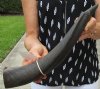 19 inch Kudu Horn for Sale for Making a Shofar - you are buying this one for $24.99