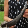 16 inch Kudu Horn for Sale for Making a Shofar - you are buying this one for $24.99