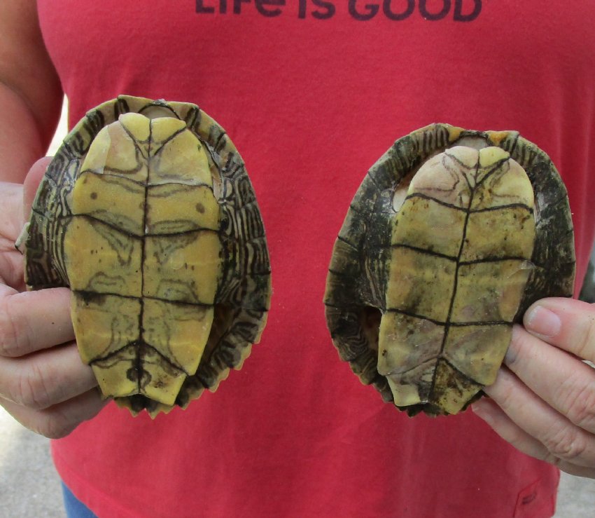2 Small Empty Map Turtle Shells for Sale 41/2 and 43/4 inches