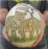 6 inch South African Real Scrimshaw Ostrich Egg with African Leopards - your are buying the one pictured for $52.99