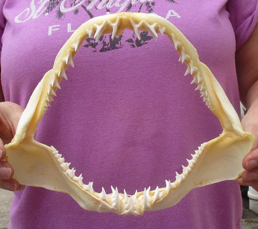 9-1/2 inch wide Shortfin Mako Shark Jaw for sale