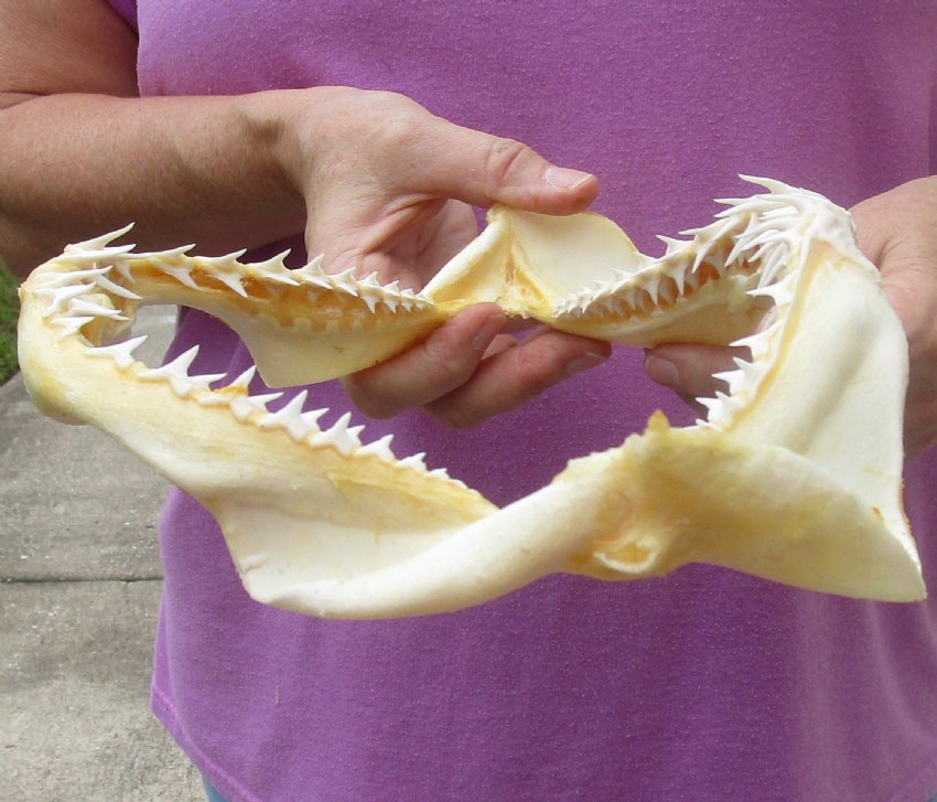 91/2 inch wide Shortfin Mako Shark Jaw for sale