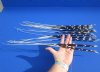 25 Extra Long Thin African Porcupine Quills for Sale 15 to 20 inches long - You are buying the quills pictured for 24.99